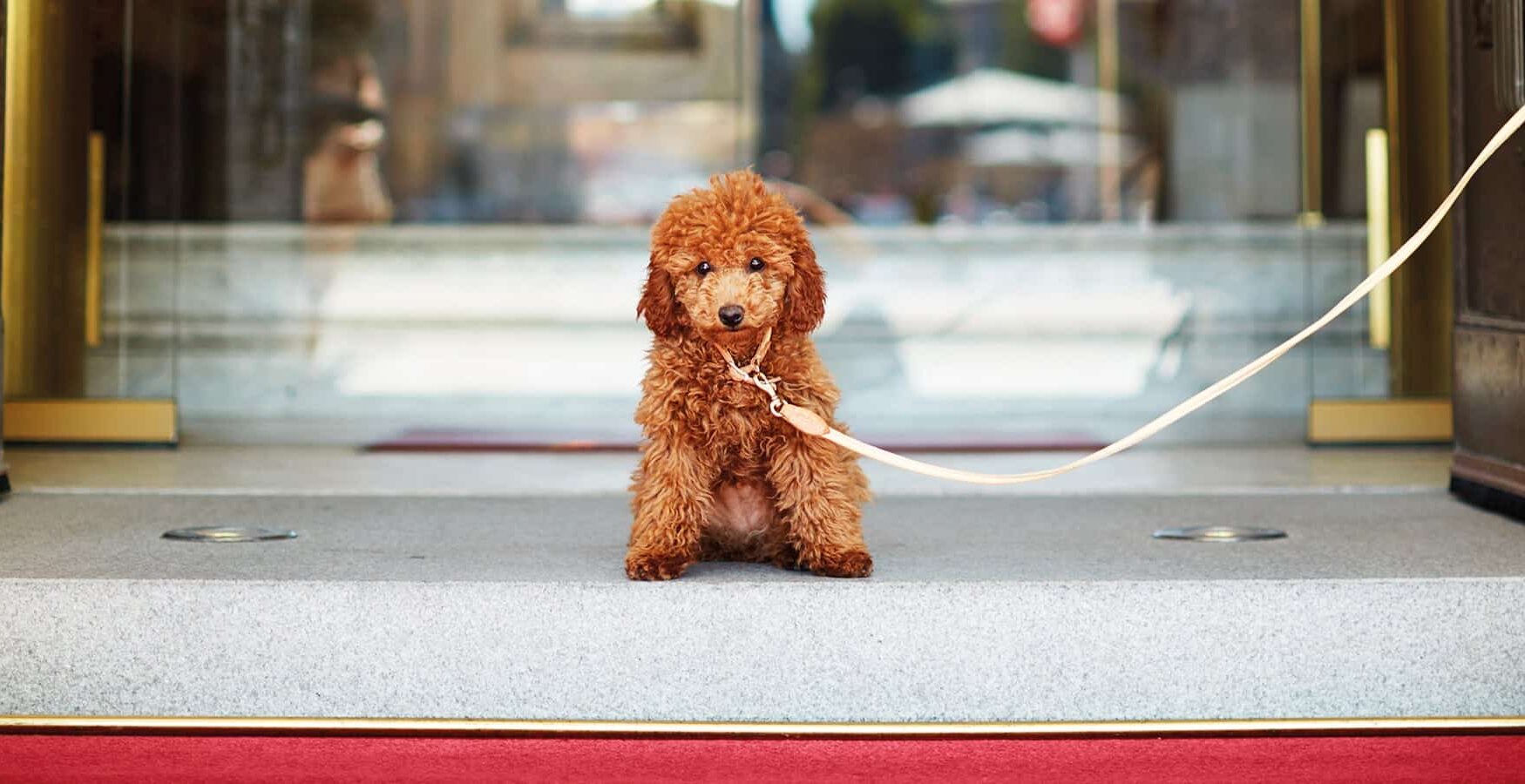 För dig som reser med hund